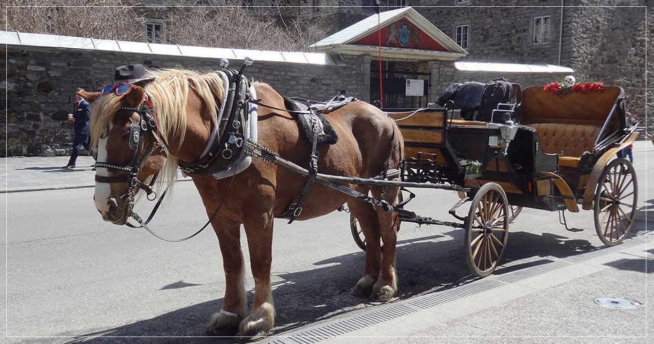 Cheval et sa calèche dans les rues de Montréal au Canada - French Radar