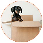 Petit chien noir dans un carton de déménagement lors d'une expatriation