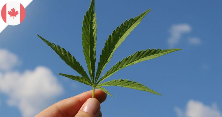 Feuille de cannabis sur fond de ciel bleu