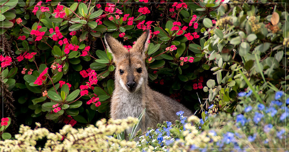 Jeune wallaby - Kangourou au milieu des fleurs à Sydney