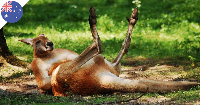 Kangourou allongé sur l'herbe en Australie