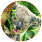 Un koala très mignon dans un arbre en Australie