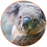 tete koala australie frenchradar
