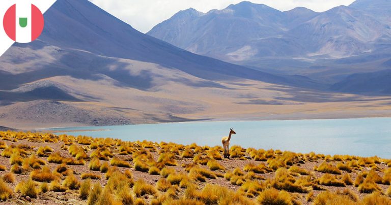 Un lama dans les montagnes au Pérou - French Radar