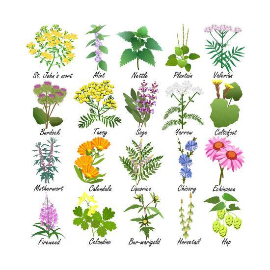 plantes phytotherapie