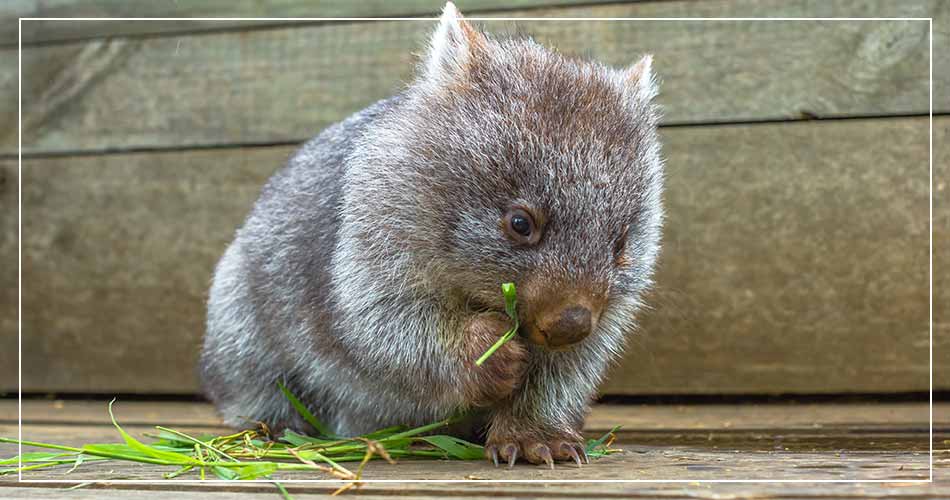 Bébé wombat mange de l'herbe