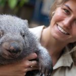 Faune australienne : le wombat, adorable petit marsupial aux crottes cubiques