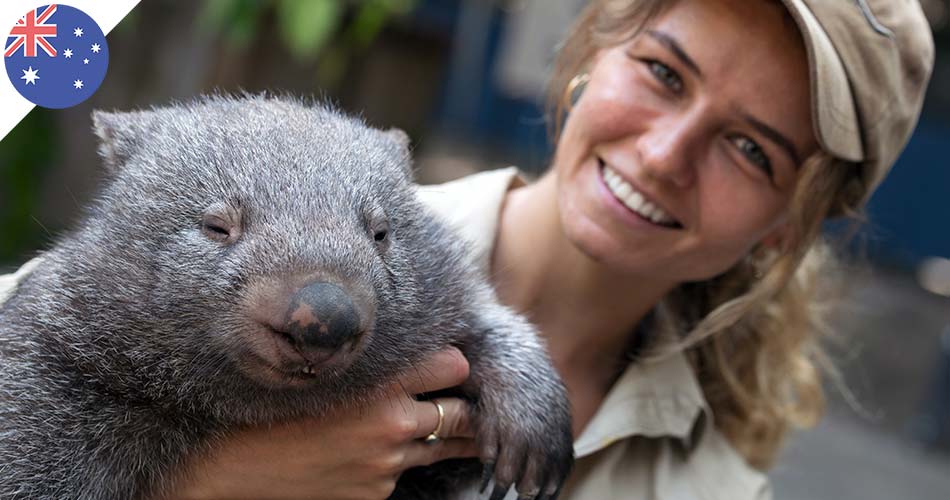 Faune australienne : le wombat, adorable petit marsupial aux crottes cubiques