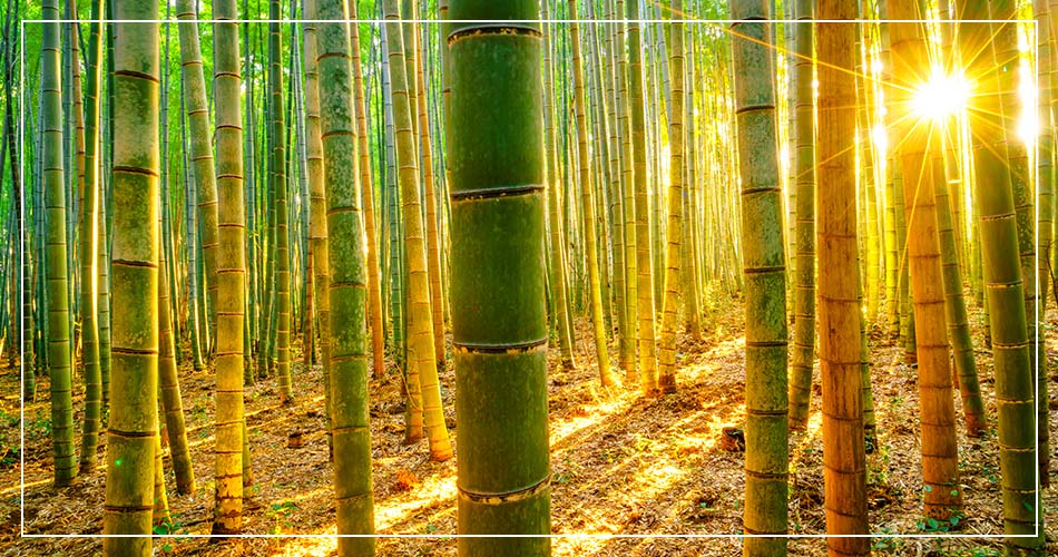 Forêt de bambous