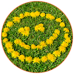 Symbole du sourire avec des fleurs dans l'herbe